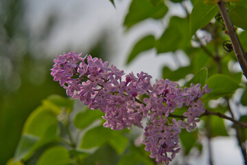 a flowering purple lilac with green leaves in springtime