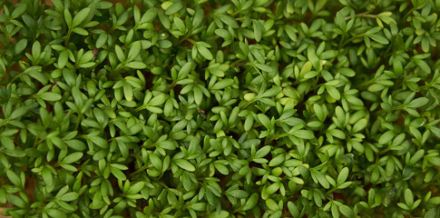Green spring background with cress