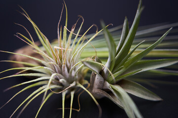 Beautiful air plants on black background