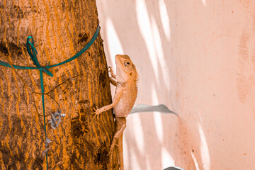 Indian Chameleon IN WILD NATURE
