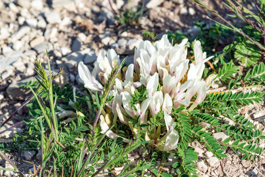 Angustifolius Bilder Durchsuchen 605 Archivfotos, und