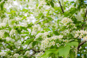 Branch of flowering bird cherry in white flowers