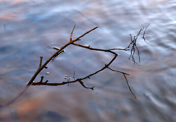 Reflection of the tree sticking out of the water, Like Fish shape