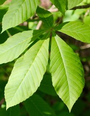 A close view of the bright green leaves on the tree branch.