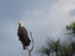 American bald eagle displaying nictitating eyes