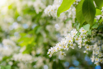 Obraz premium Branch of flowering bird cherry in white flowers