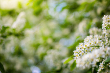 Branch of flowering bird cherry in white flowers