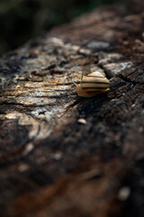 Snail on the slope. Blurred background, focus on the reptile. Background picture.Soft-bodied - gastropods.Textured background, focus on the reptile. 