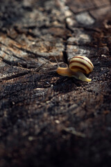 Snail on the slope. Blurred background, focus on the reptile. Background picture.Soft-bodied - gastropods.Textured background, focus on the reptile. 