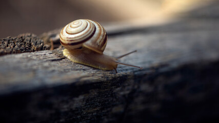 Snail on the slope.Dynamics of movement of individual creatures. Search for shelter after the rain....