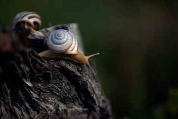 Snail on the slope. Blurred background, focus on the reptile. Background picture.Soft-bodied -...