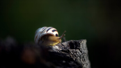 Snail on the slope. Blurred background, focus on the reptile. Background picture.Soft-bodied - gastropods.