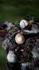 Conquering and overcoming obstacles, a group of SPIXY snails.Snails on the slope of textured...