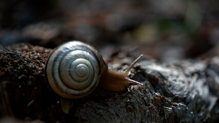 Snail on the slope.Dynamics of movement of individual creatures. Search for shelter after the rain....