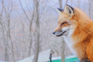 red fox vulpes