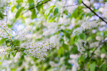 Branch of flowering bird cherry in white flowers