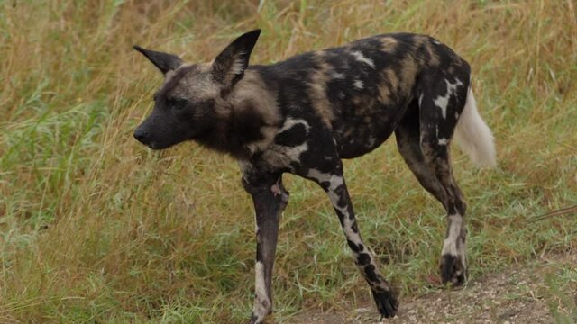 African Wild Dog in Natural Environment