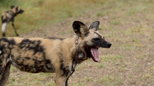 African Wild Dog in Natural Environment