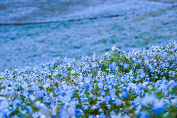 field of blue flowers
