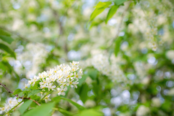 Branch of flowering bird cherry in white flowers