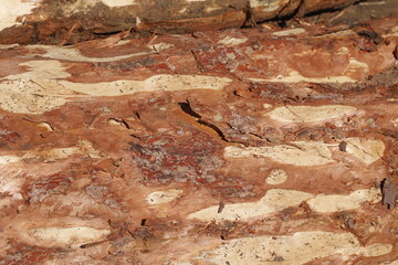 TOP QUALITY TREE TRUNKS TEXTURE