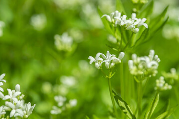 Sweetscented bedstraw blossoms (Galium odoratum). Focus in the middle.