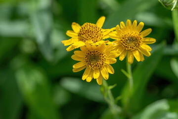 Close view of yellow Arnica(Arnica Montana) herb blossom