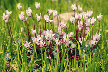 Wild cyclamens flowers