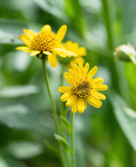 Close view of yellow Arnica(Arnica Montana) herb blossom