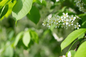 Branch of flowering bird cherry in white flowers