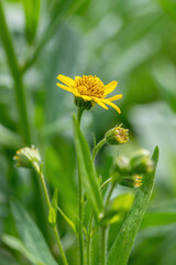 Close view of yellow Arnica(Arnica Montana) herb blossom