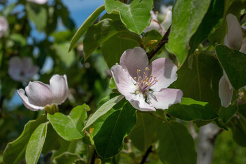 Blossoming quince tree outdoors, closeup view. Springtime