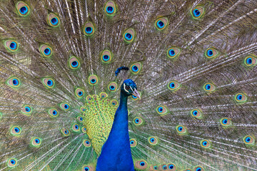 Obraz premium Peacock in courtship