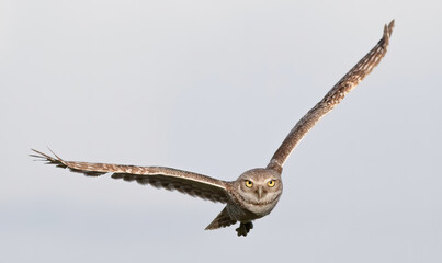 Burrowing owl (Athene cunicularia) in flight with, wings extended up and sideways, bright yellow eyes and white clouds background, staring towards camera, Dunnellon Florida