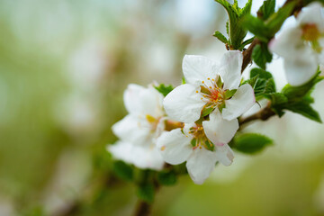Branch of a tree with white flower