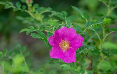 Rosa rugosa flower. Pink rose on outdoor