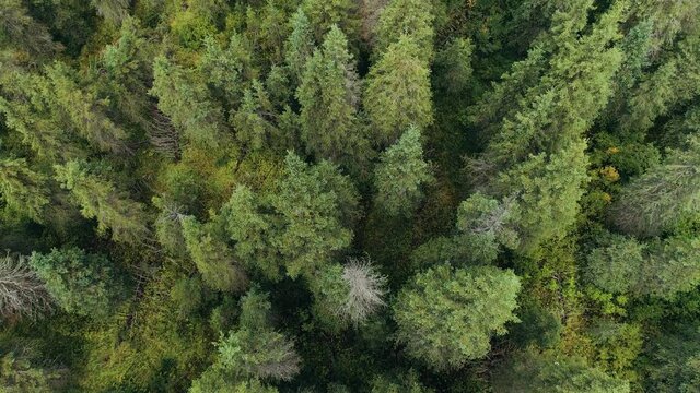 Aerial view over an evergreen forest
