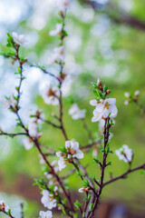 Branch of a tree with white flower