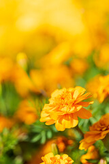 Marigold flower blooming vivid  in garden, shallow dept of field