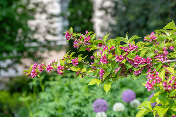 Beautiful pink Weigela hortensis. Flowering weigela in the garden