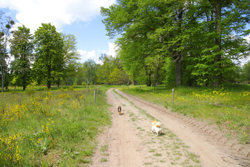 Fototapeta na wymiar Hiking with dogs in Döberitz Heath, Döberitzer Heide, former military training area, federal state Brandenburg - Germany