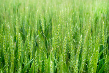Farm field of young green wheat plants in spring.