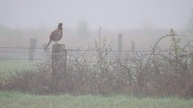 Pheasant cock standing on the fence post and make courtship display with fog, mating season, spring, (phasianus colchicus), germany