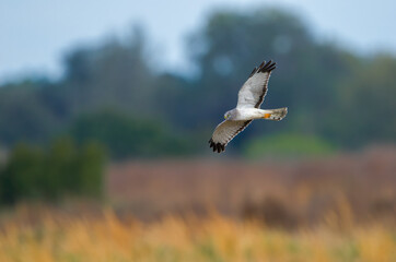 Male northern harrier - Circus hudsonius - flying over meadow or prairie with blurred blue sky and brown grasses background - under wing showing - yellow eye black wing tips, grey ghost