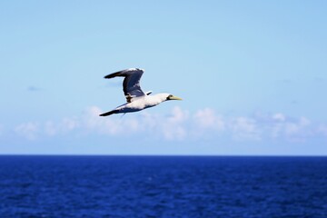 Fototapeta na wymiar Albatros über dem karibischen Meer
