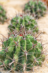 A spherical cactus (Baldianum) (Gymnocalycium baldianum ) with spike. Growing on the sand