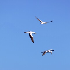 Albatrosse über der Karibik