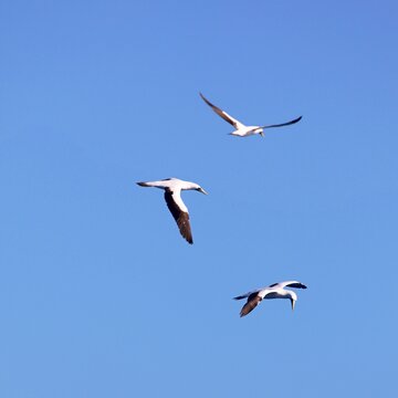 Albatrosse &uuml;ber der Karibik