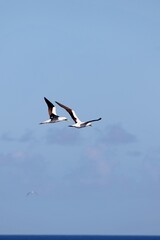 Fototapeta na wymiar Albatrosse über der Karibik