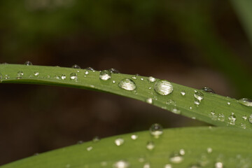 Fototapeta krople deszczu na liściach obraz